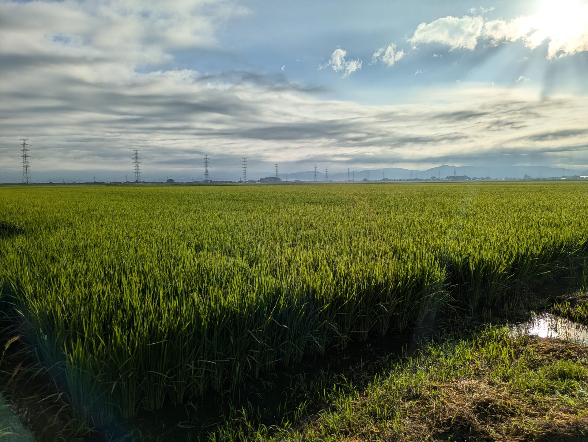 新米までもう少し🌾